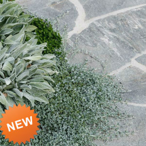 LA TROBE CRAZY PAVE 15-30mm ($/SQM)